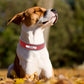 KOSTELOSE VERSAND  Personalisiertes Leder-Hundehalsband - Elite Pup Finds Store  Hunde Accessoires 