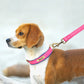 KOSTENLOSE VERSAND :Leder-Hundehalsband-Leinen-Set, mit gratis graviertem Namensschild - Elite Pup Finds Store  Hunde Accessoires 